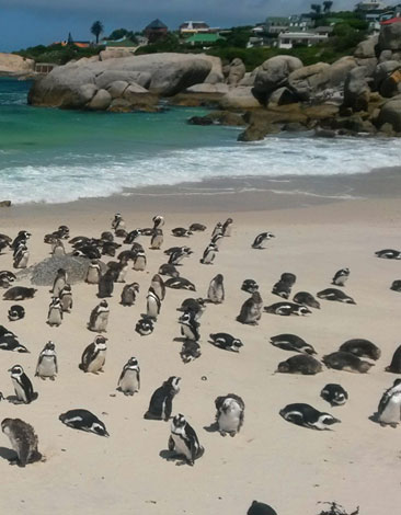 Boulders penguin Colony